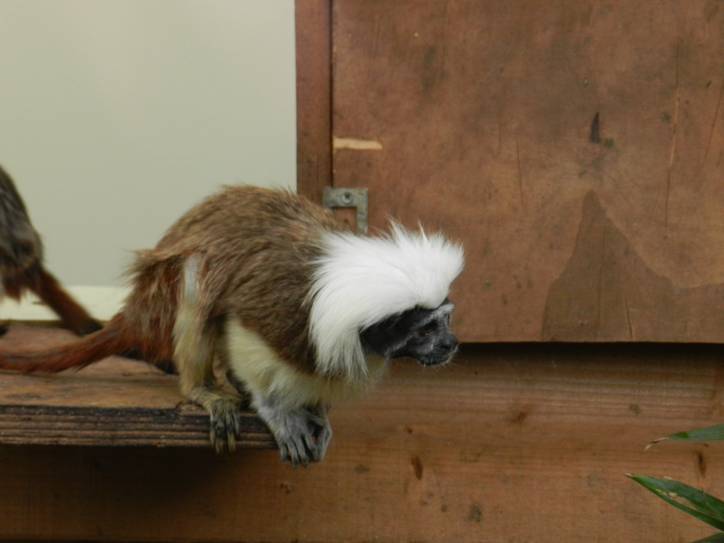 Cotton-Top Tamarin (Saguinus oedipus) at Ventura Wildlife Park, England