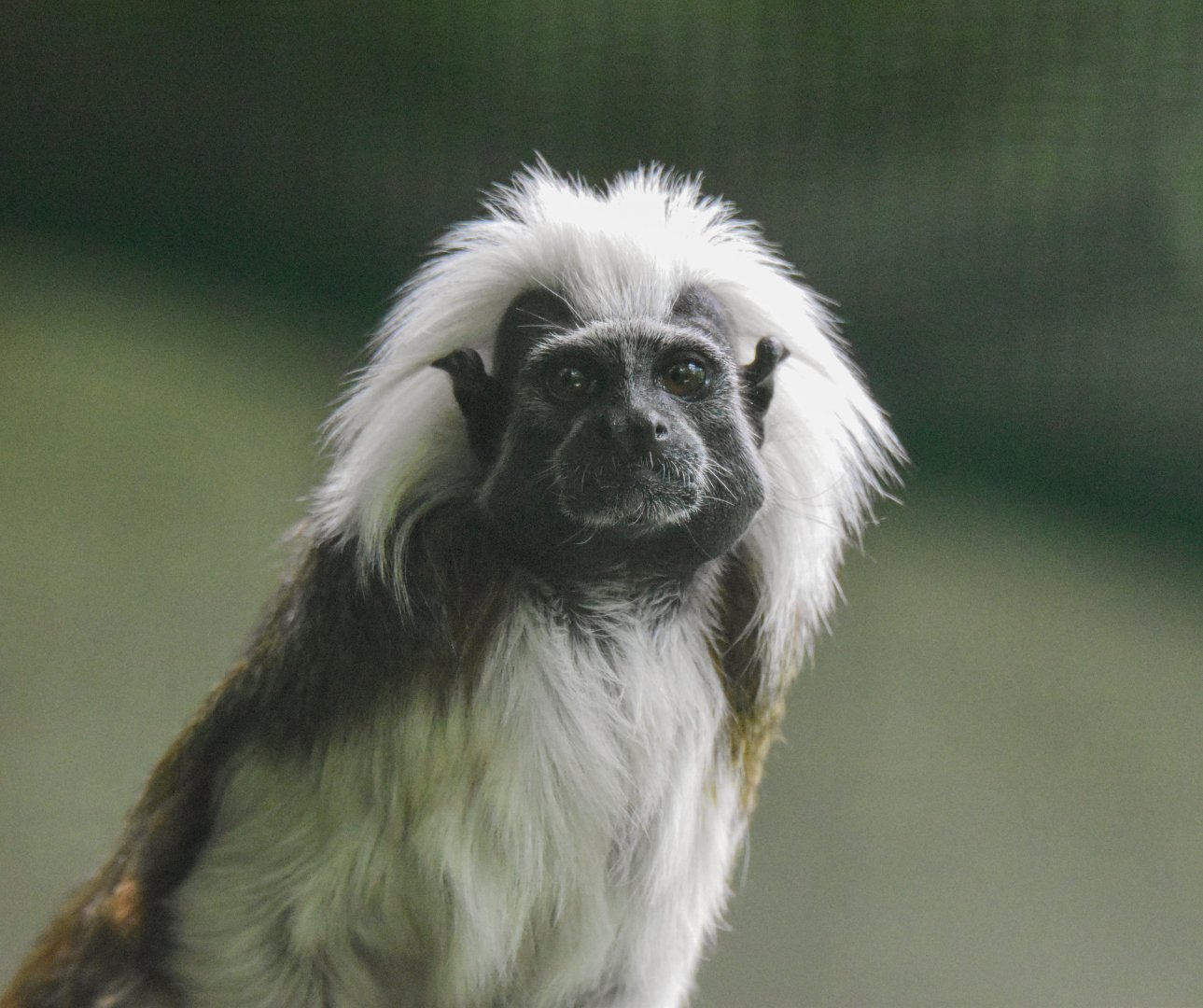 Cotton-top tamarin (Saguinus oedipus) - Bioparc de Genève