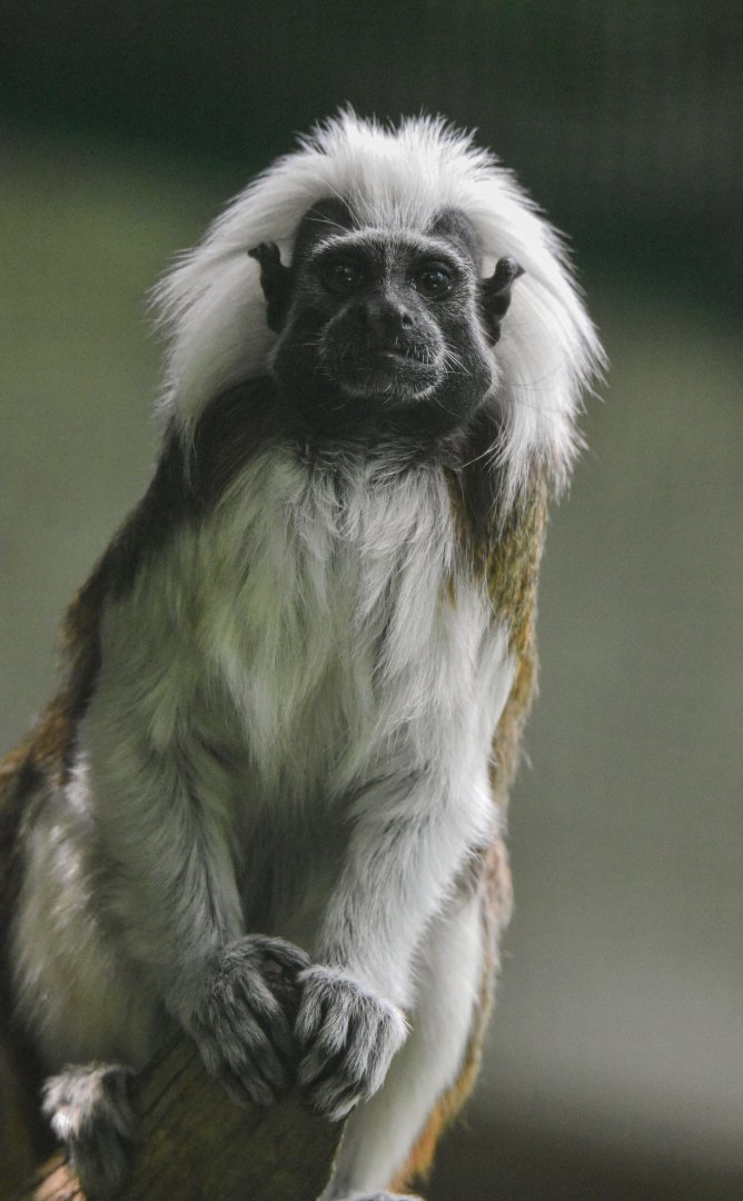 Cotton-top tamarin (Saguinus oedipus) - Bioparc de Genève