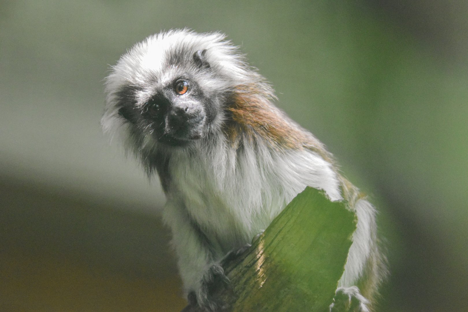 Cotton-top tamarin (Saguinus oedipus) - Bioparc de Genève