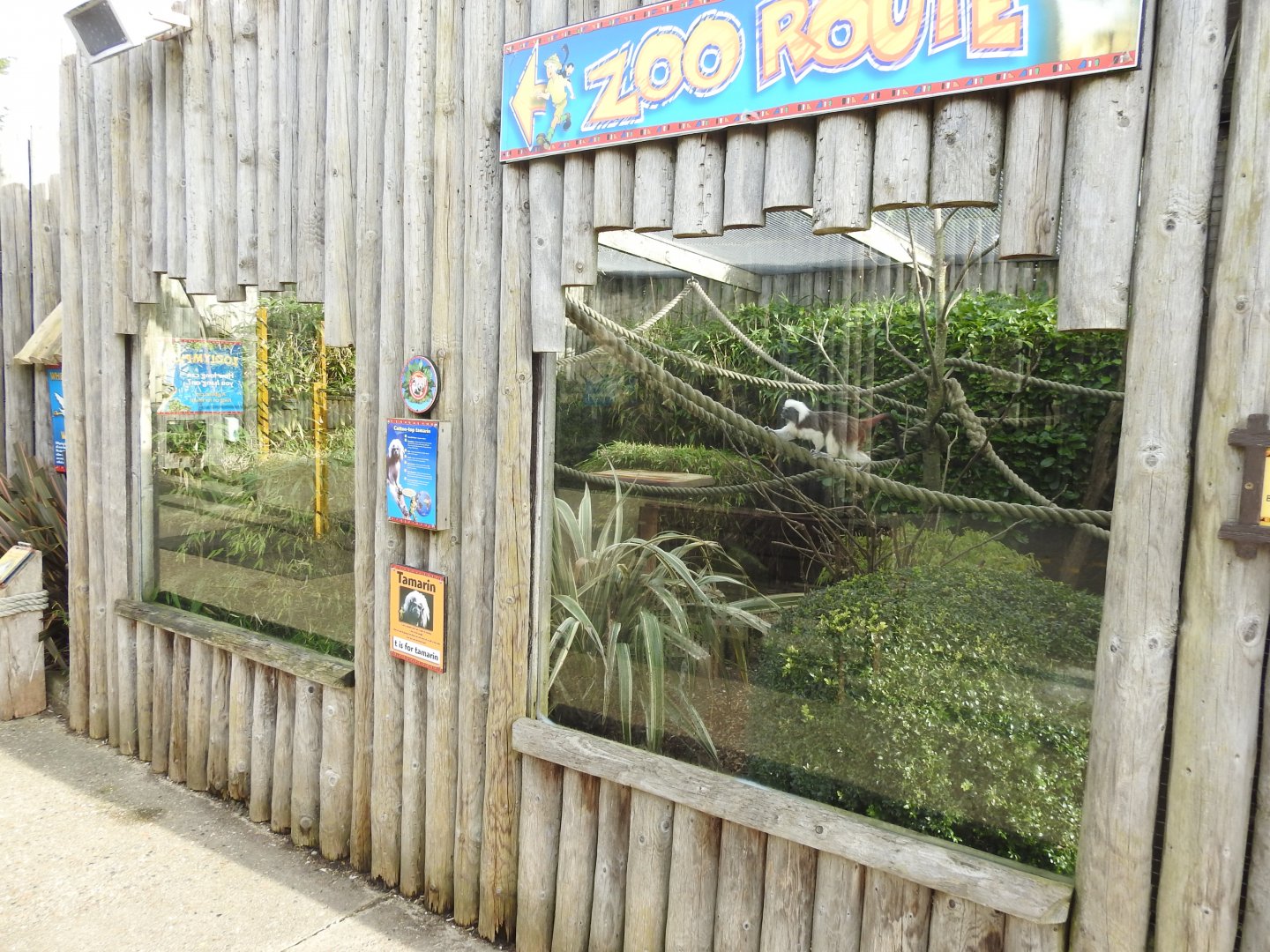 Cotton-Top Tamarin (Saguinus oedipus) Enclosure