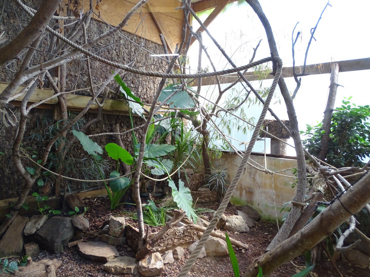 Cotton-top tamarin (Saguinus oedipus) exhibit