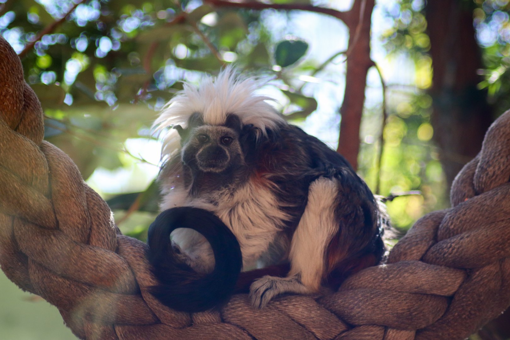 Cotton-top Tamarin (Saguinus oedipus) - July 2020