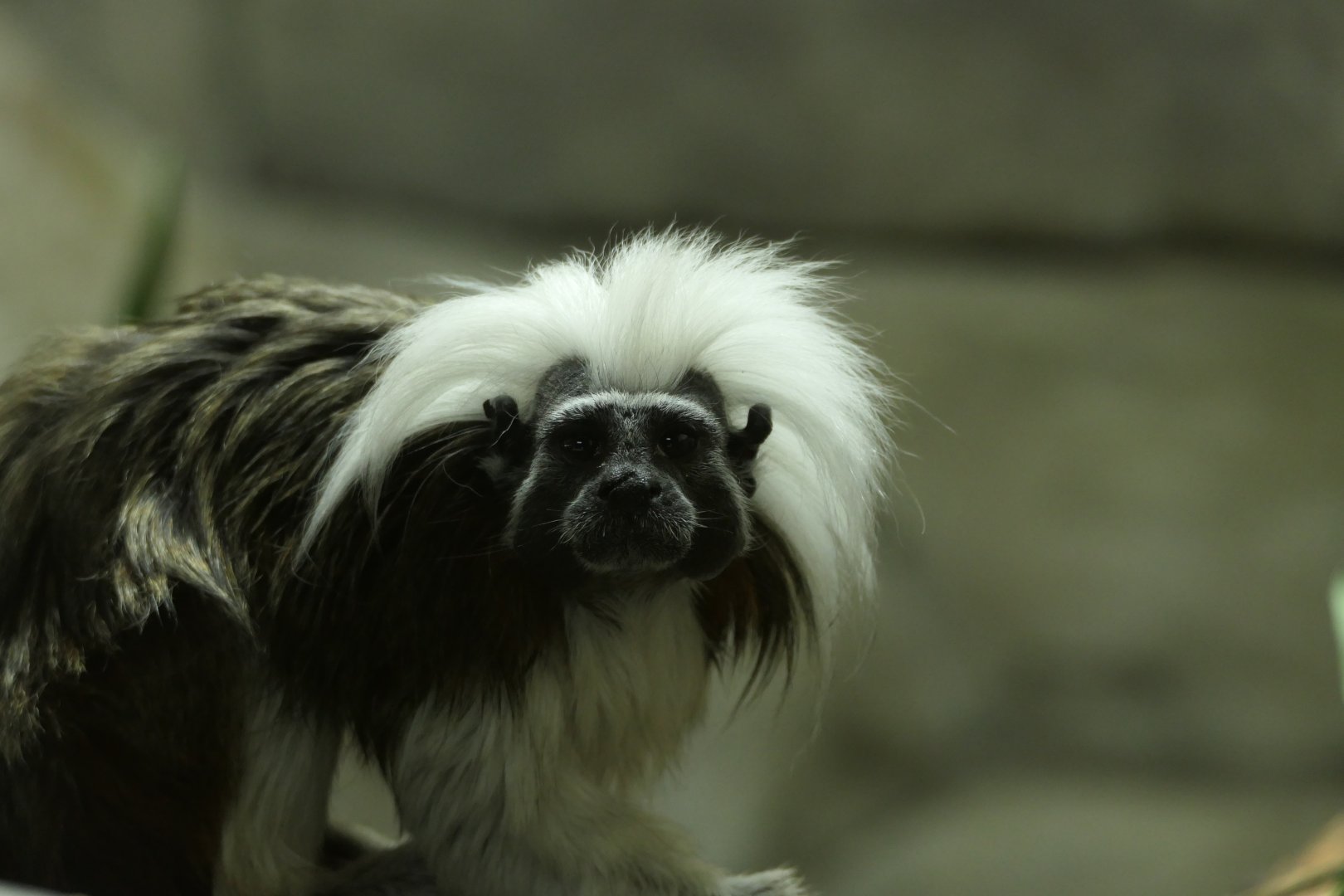 Cotton-top Tamarin - Saguinus oedipus - South America Buildling