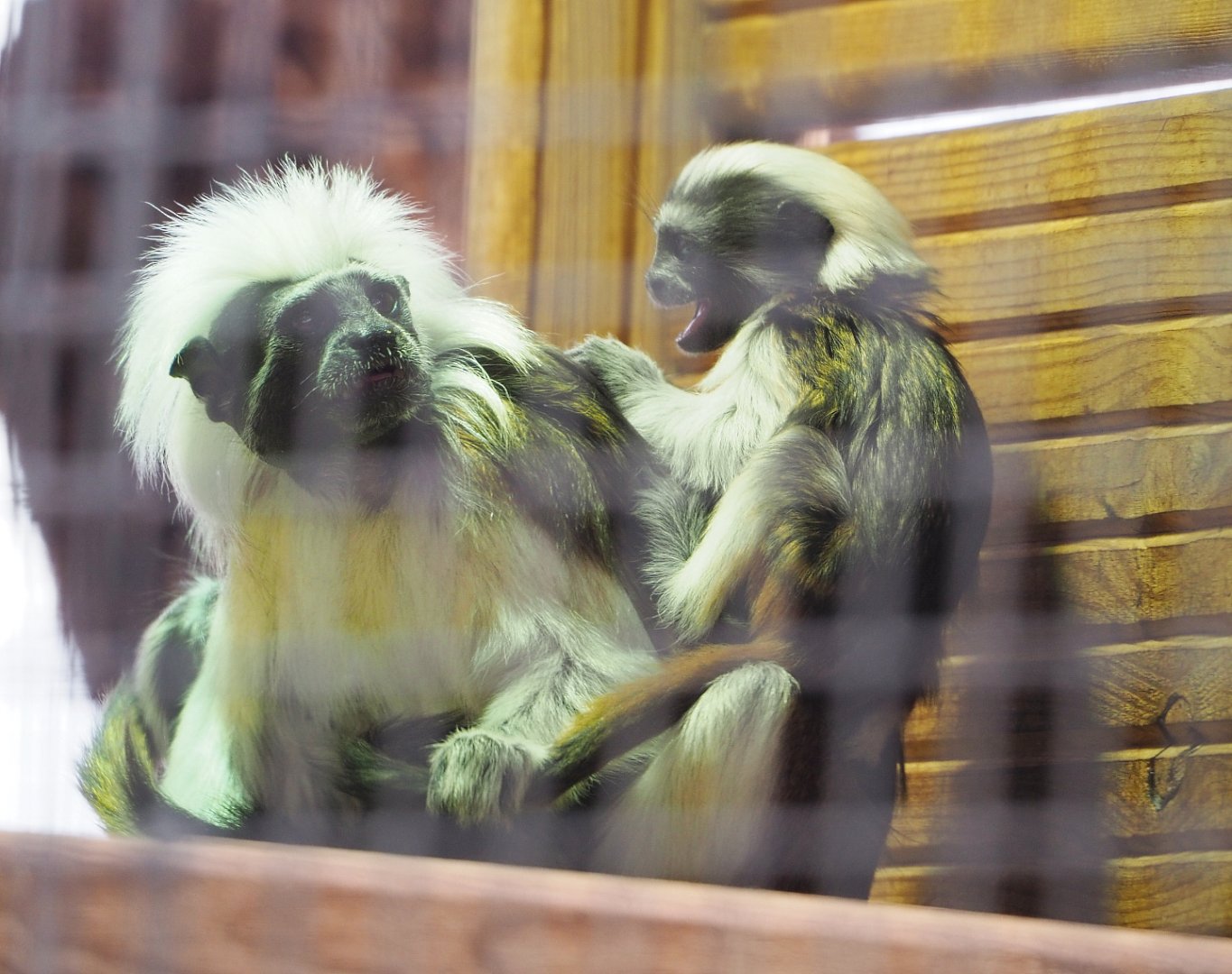 Cotton-top tamarin (Saguinus oedipus) with baby, 2022-06-28
