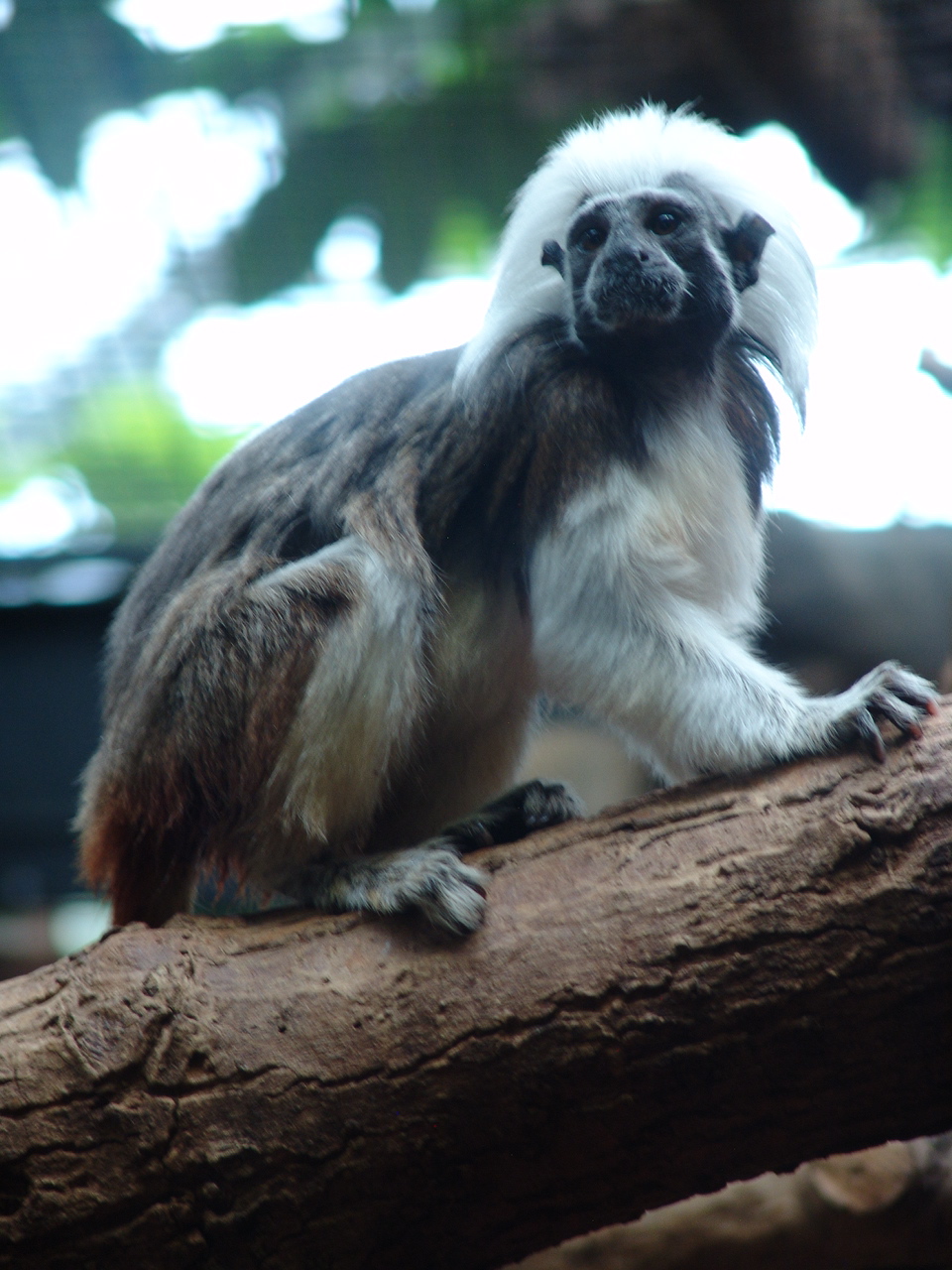 Cotton-Top Tamarin (Saguinus oedipus)