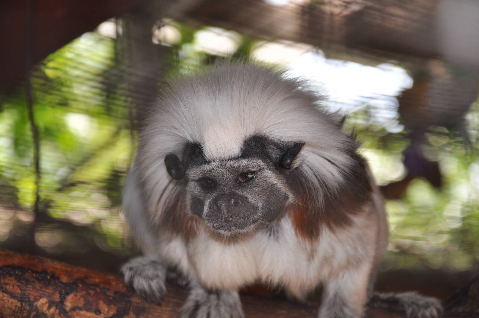 Cotton-top tamarin/ Saguinus oedipus
