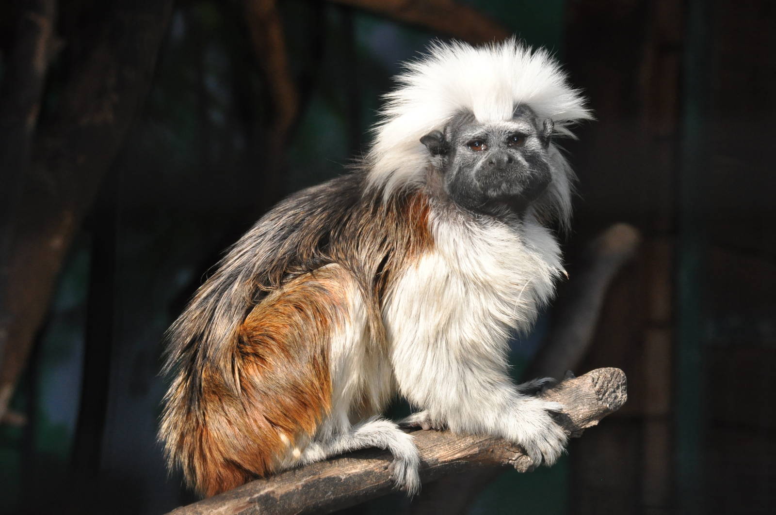 Cotton-top tamarin/ Saguinus oedipus