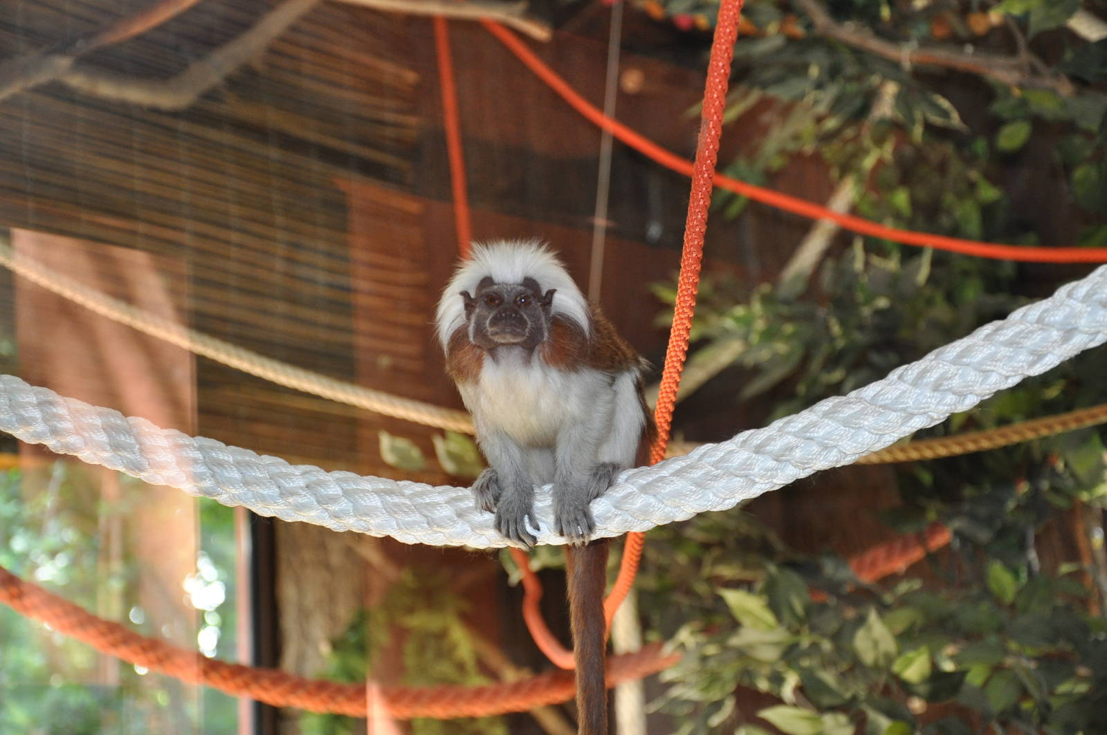 Cotton-top tamarin/ Saguinus oedipus