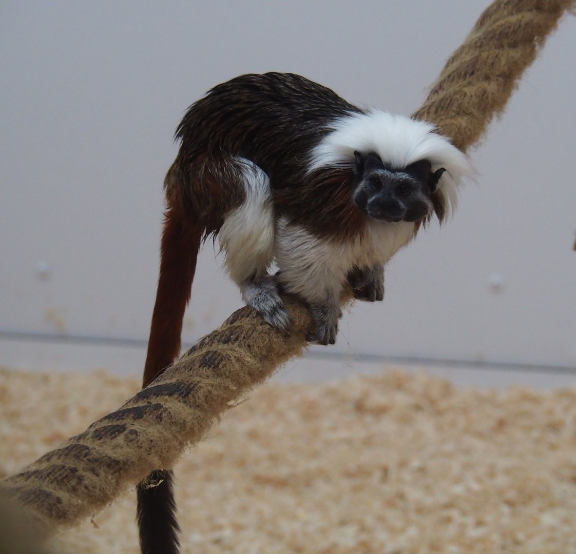 Cotton-top tamarin (Saguinus oedipus)
