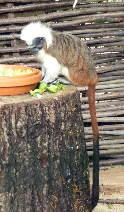 Cotton-top tamarin (Saguinus oedipus)