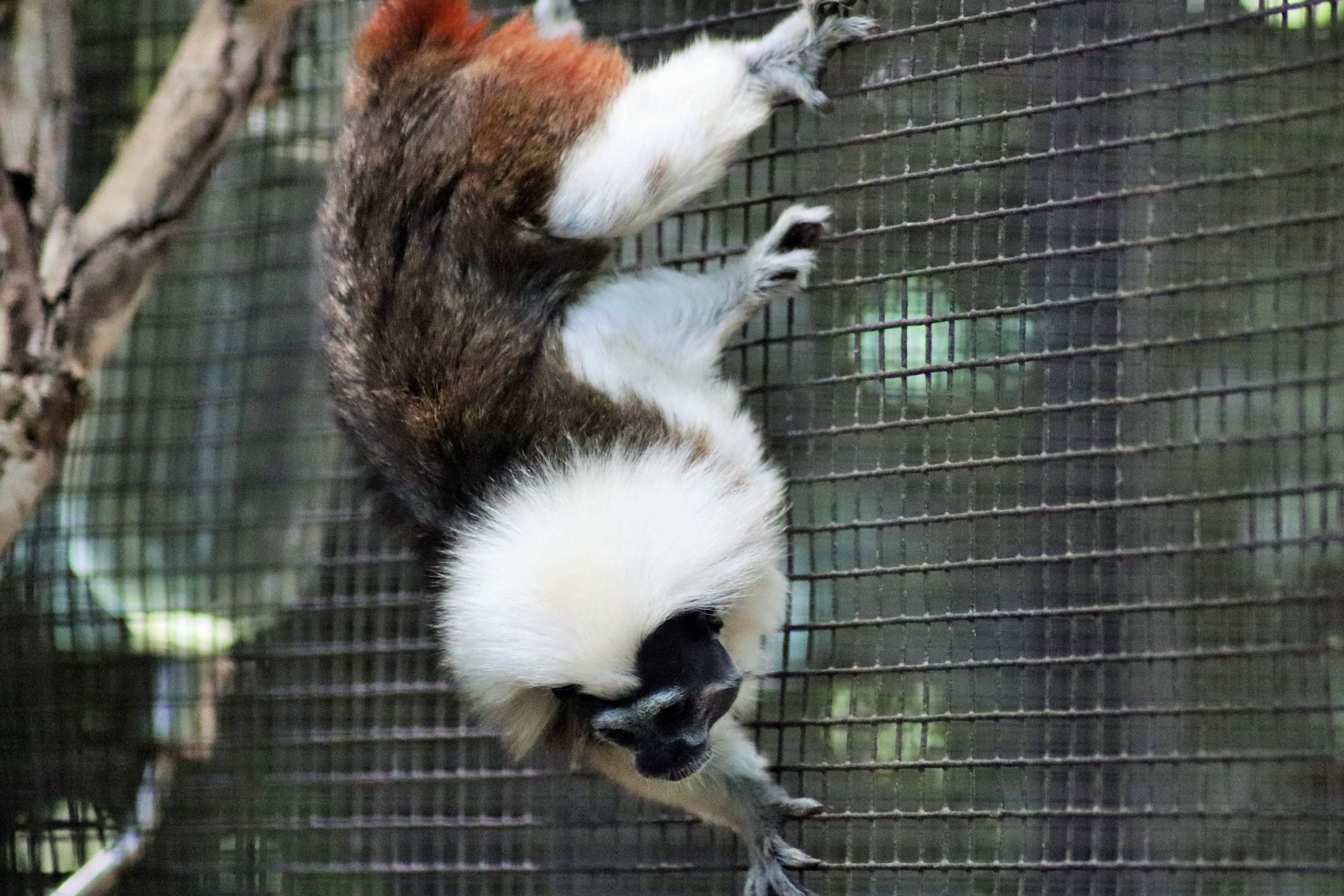 Cotton-top Tamarin (Saguinus oedipus)