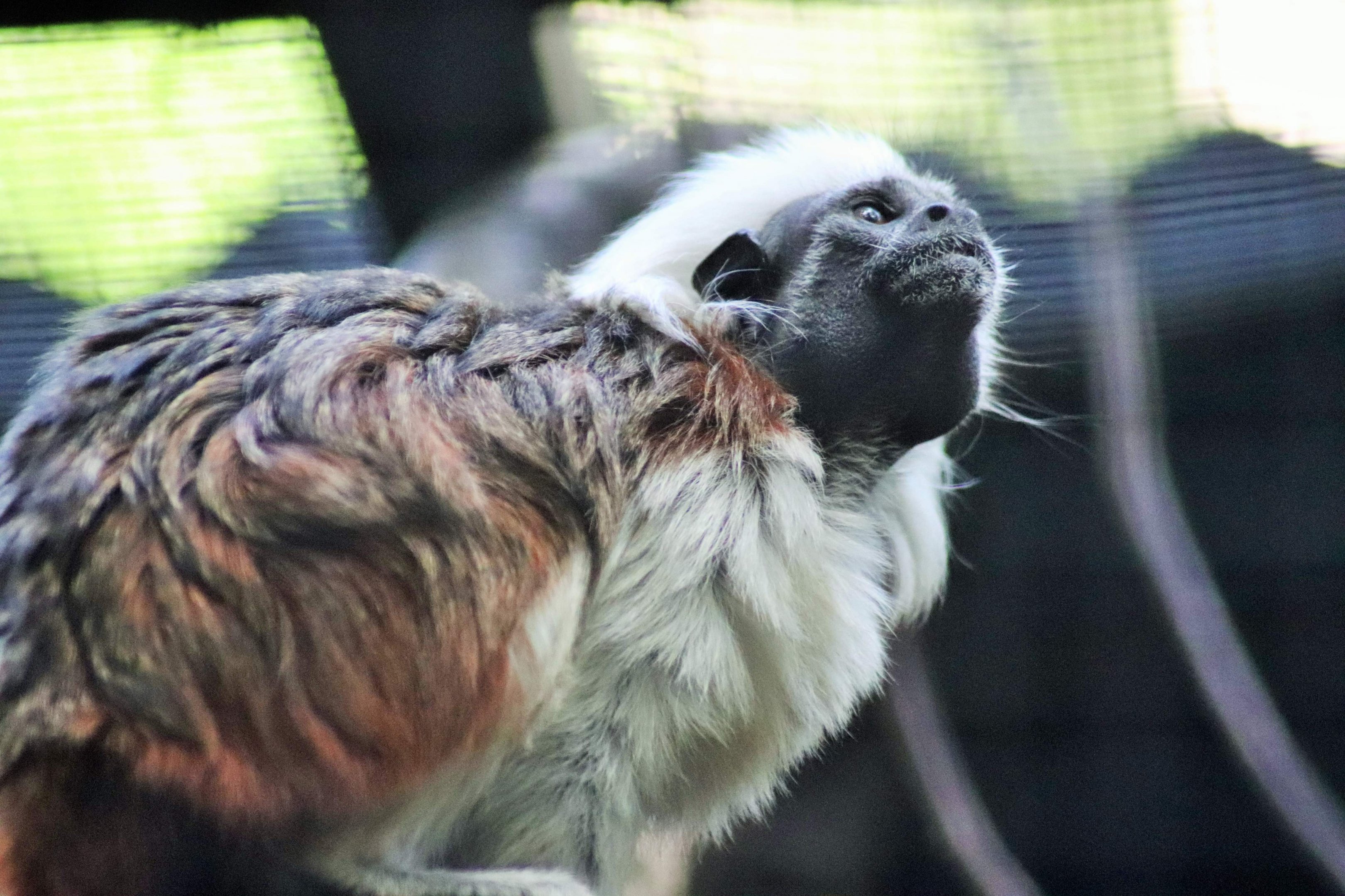 Cotton-top Tamarin (Saguinus oedipus)