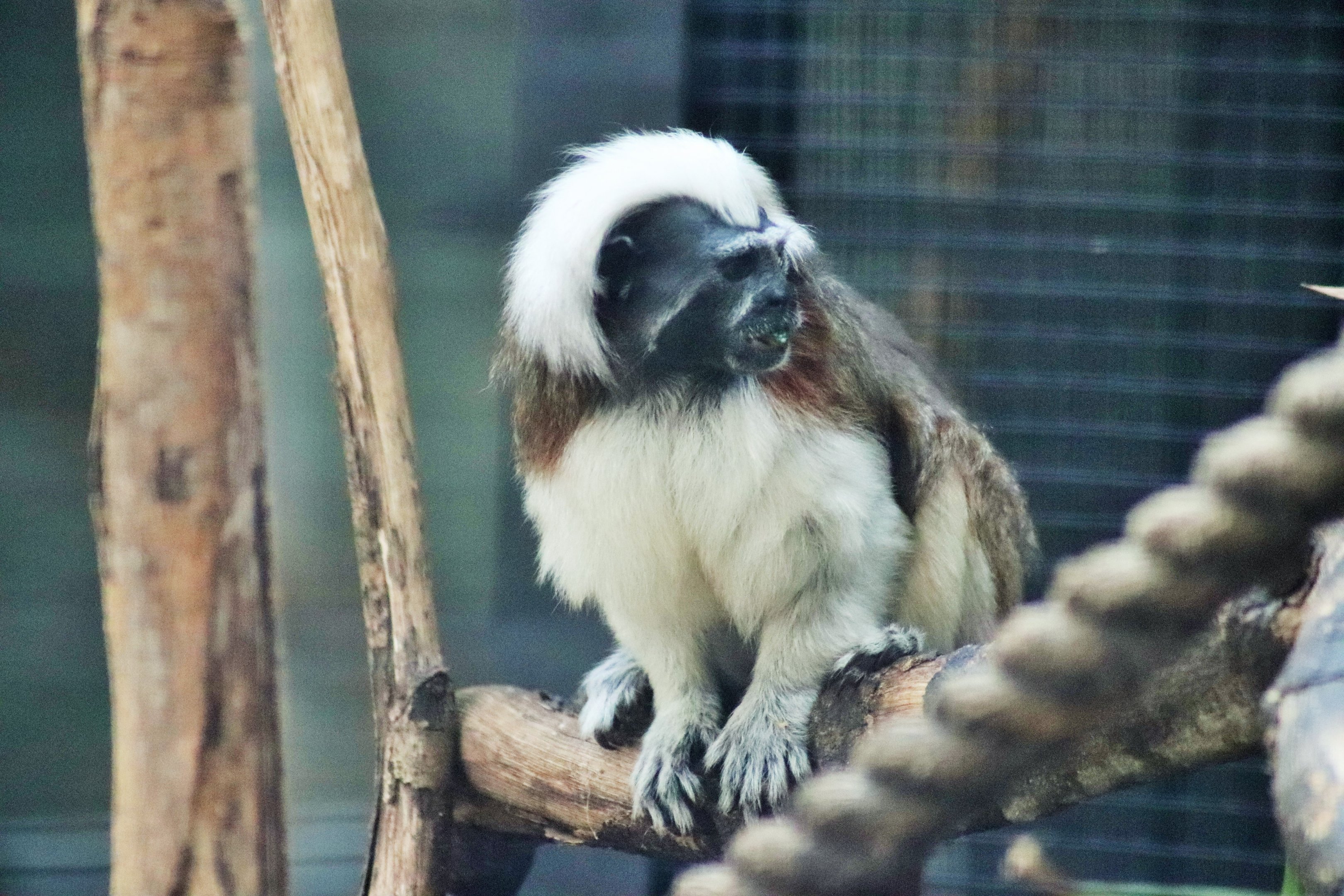 Cotton-top Tamarin (Saguinus oedipus)