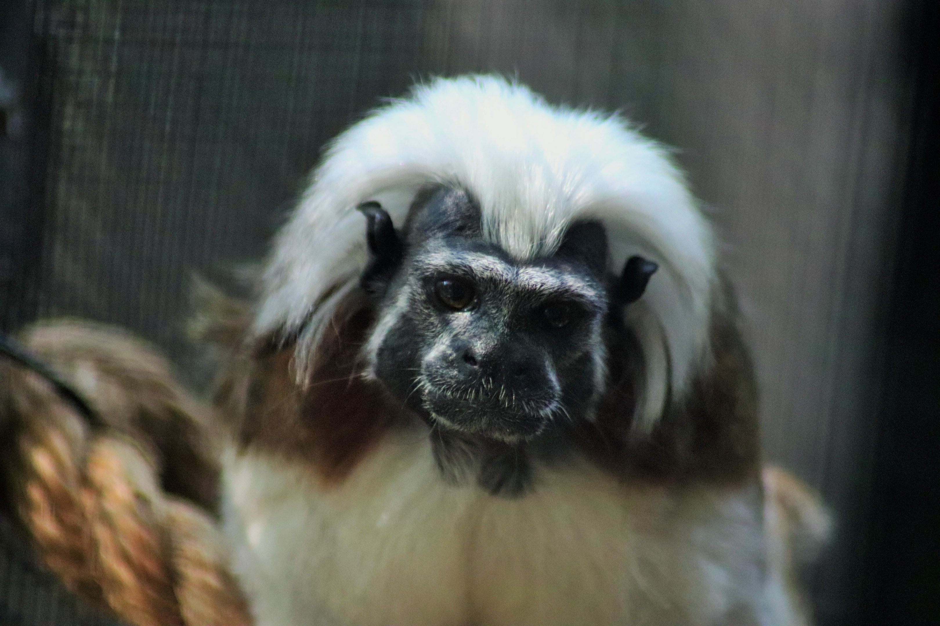Cotton-top Tamarin (Saguinus oedipus)