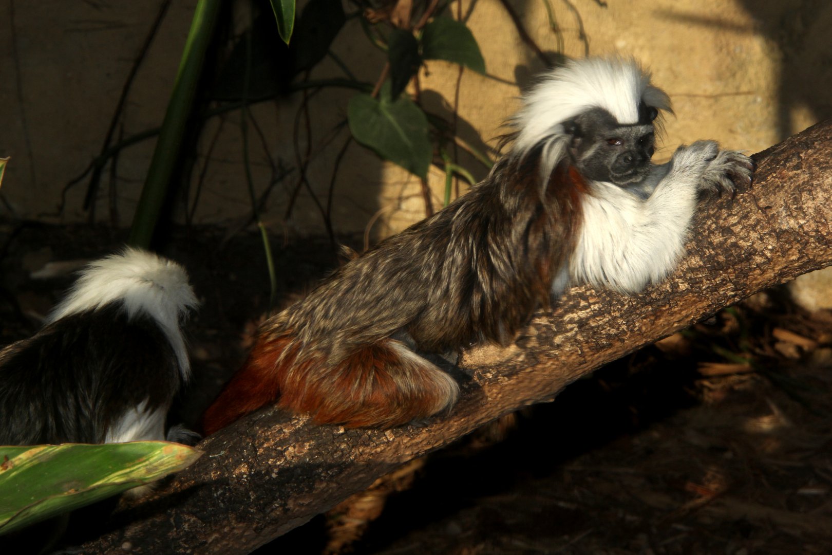 cotton-top tamarin (Saguinus oedipus)