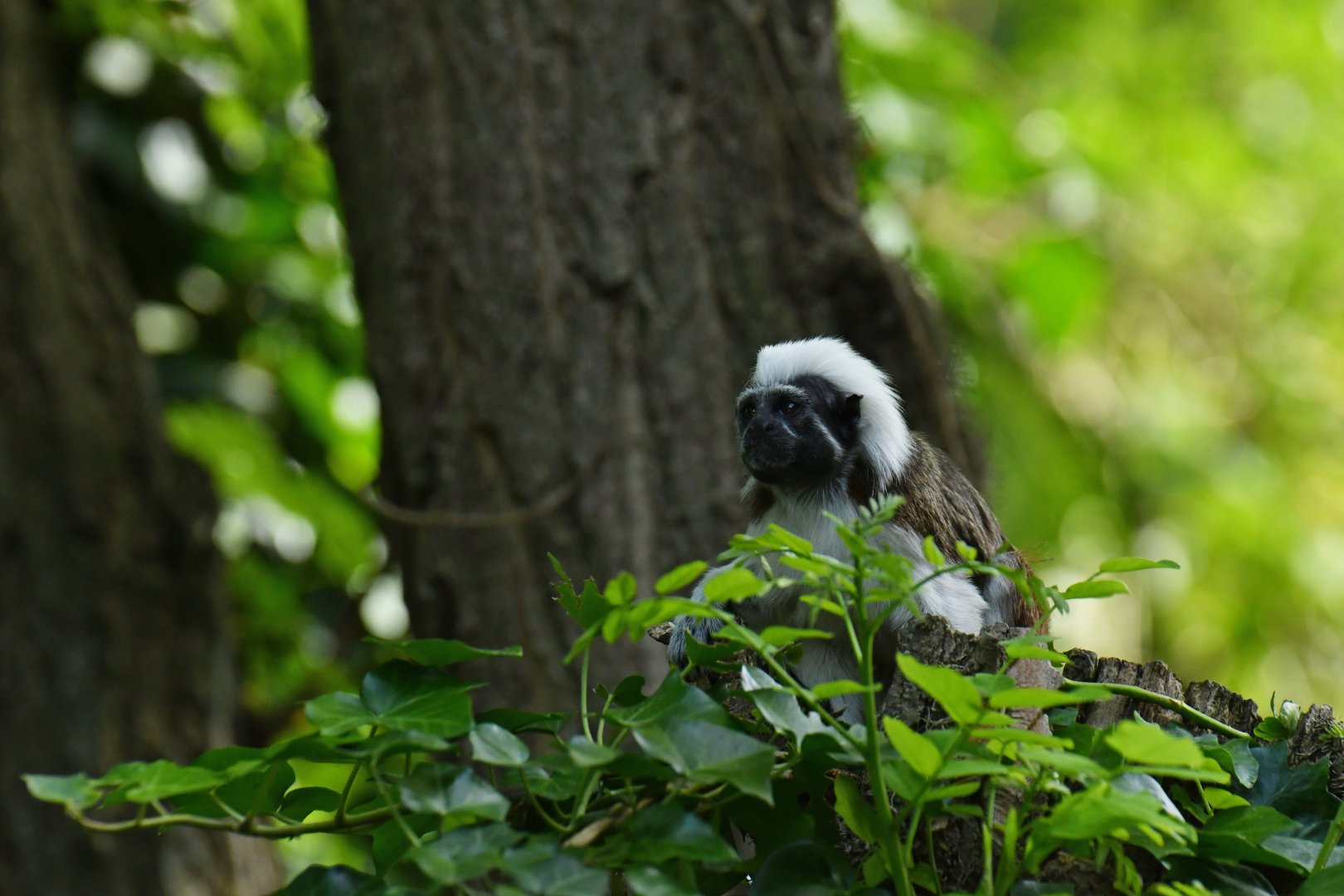 Cotton-top tamarin (Saguinus oedipus)