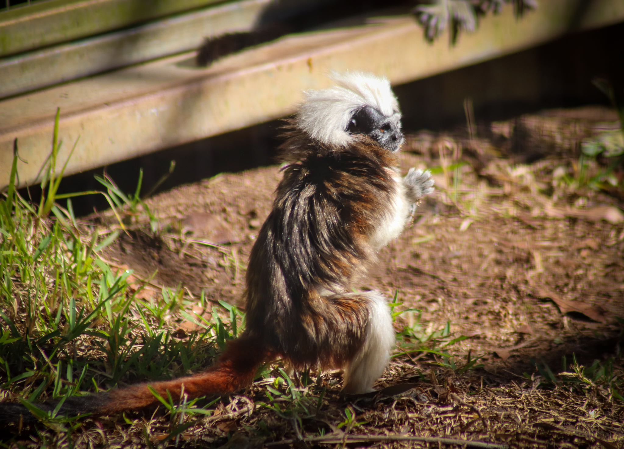 Cotton-top Tamarin (Saguinus oedipus)