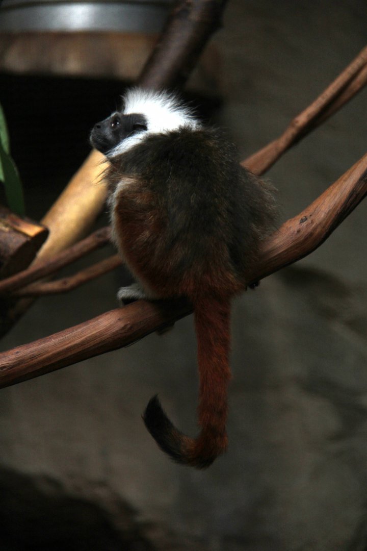 cotton-top tamarin (Saguinus oedipus)