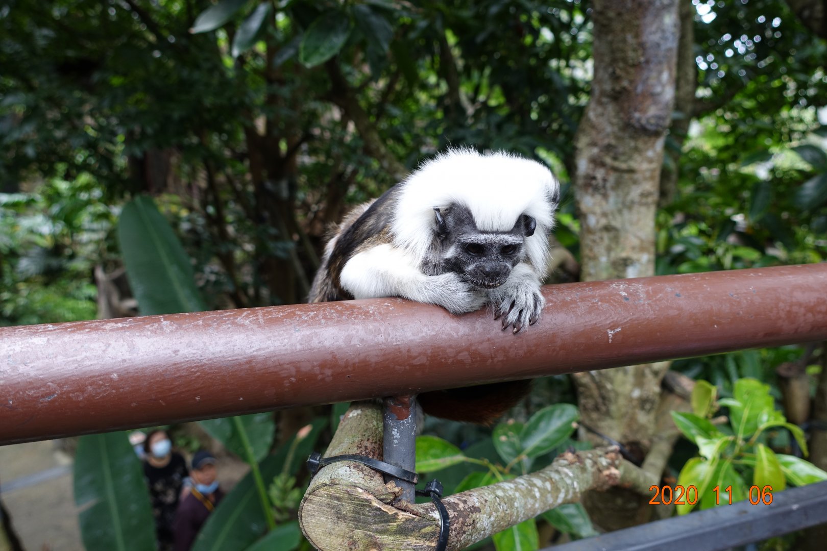 Cotton-top Tamarin (Saguinus oedipus)