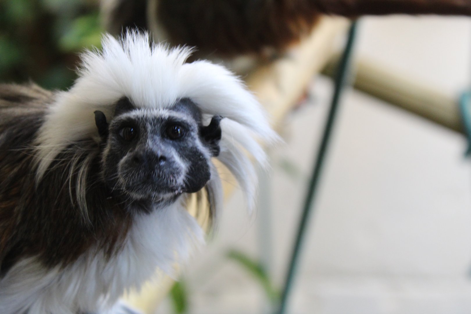 Cotton-top tamarin (Saguinus oedipus)