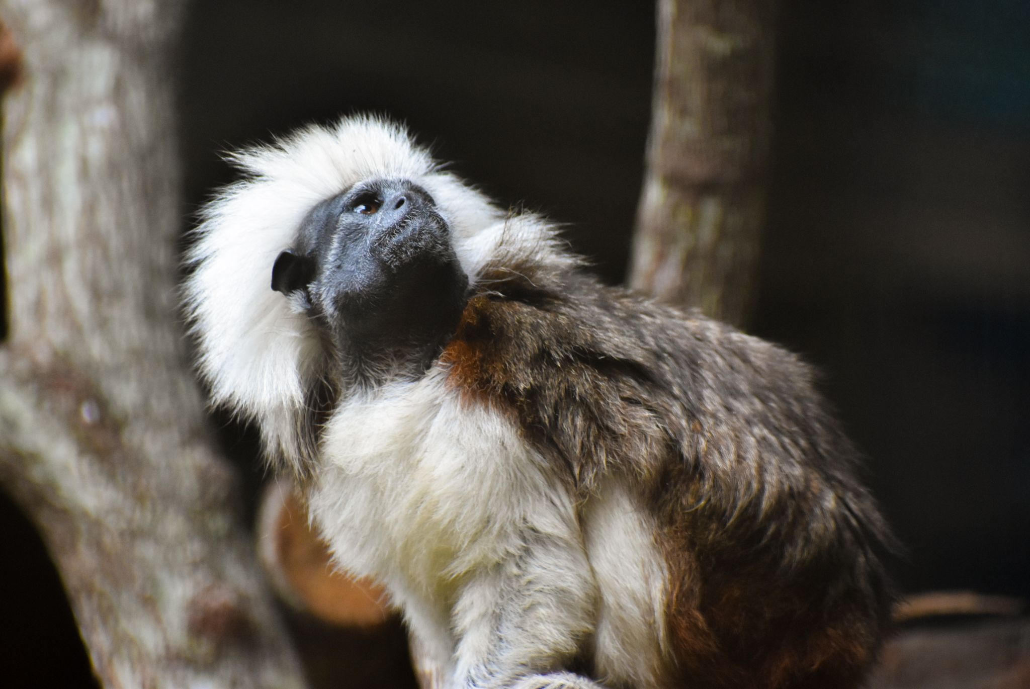Cotton-top Tamarin (Saguinus oedipus)