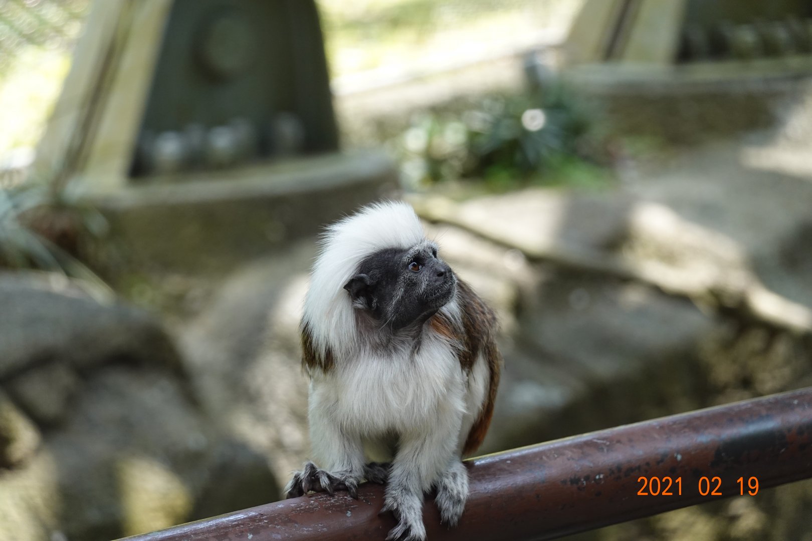 Cotton-top Tamarin (Saguinus oedipus)