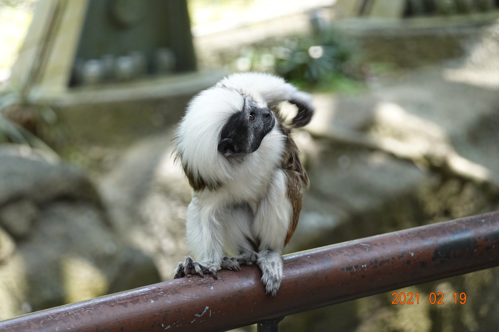 Cotton-top Tamarin (Saguinus oedipus)