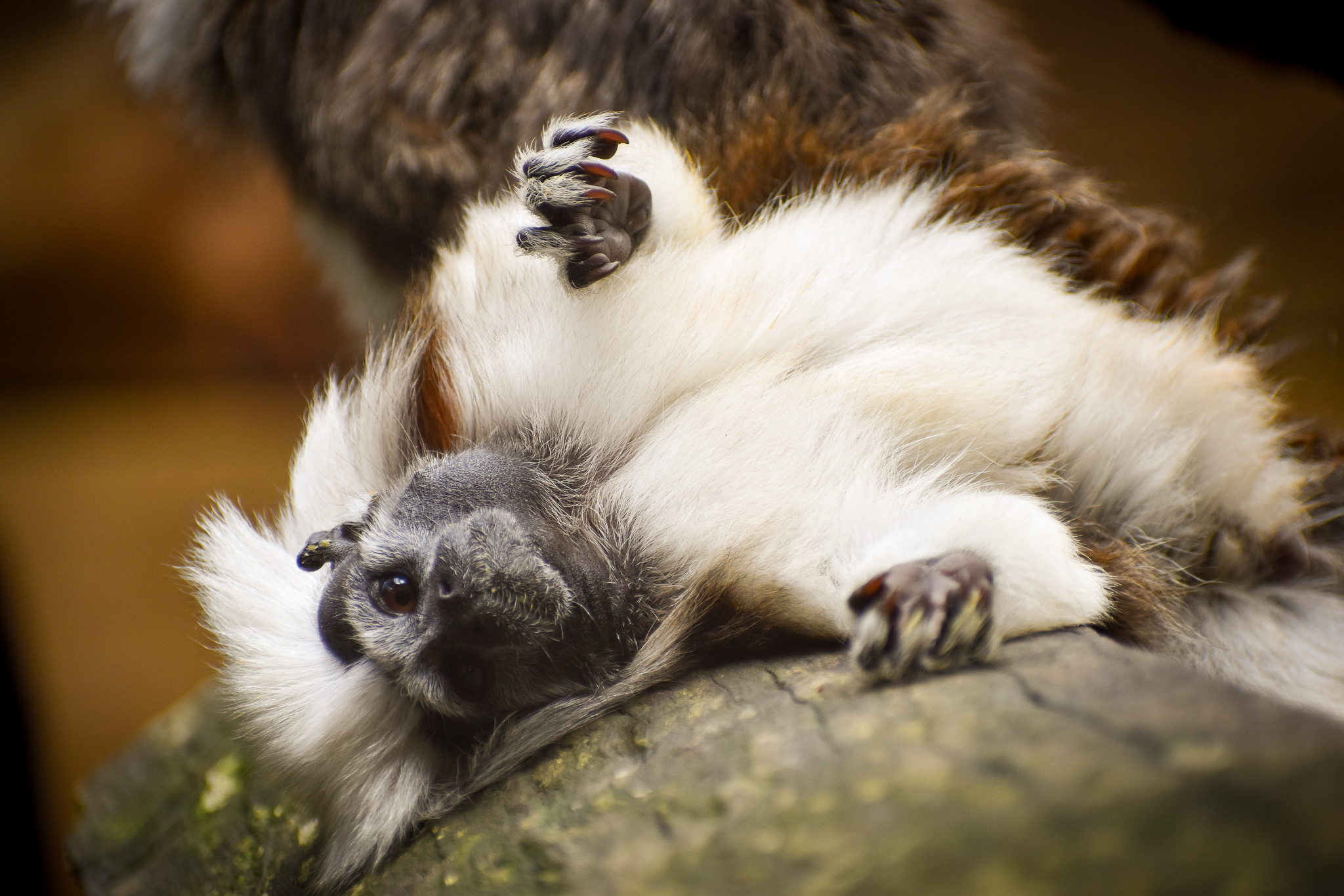 Cotton-top Tamarin (Saguinus oedipus)