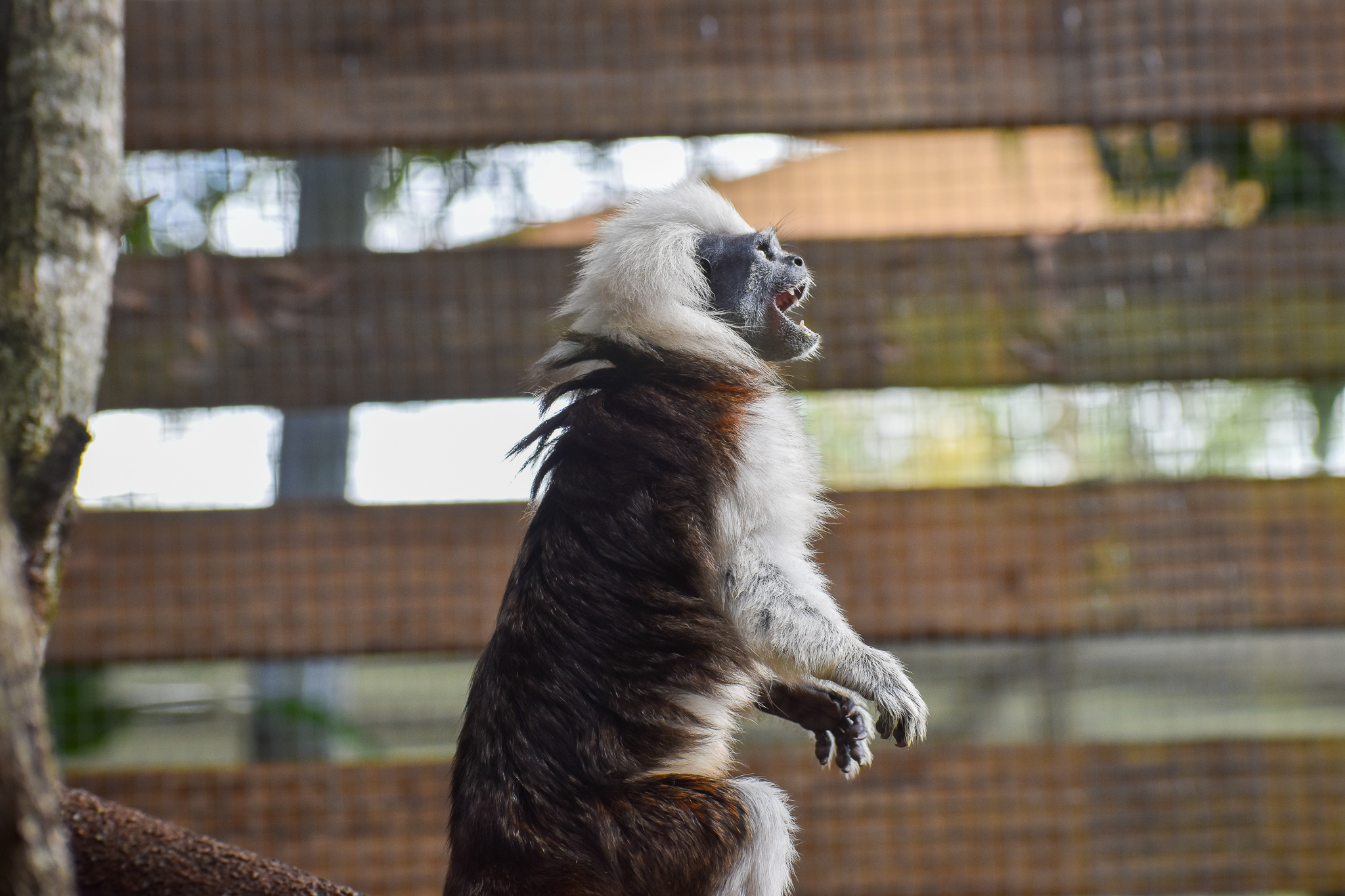 Cotton-top Tamarin (Saguinus oedipus)