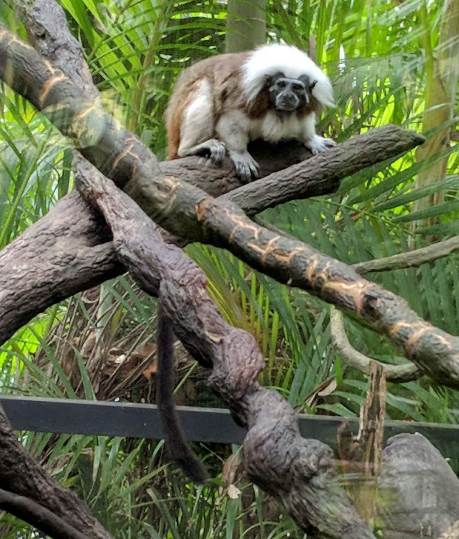 Cotton top tamarin (Saguinus oedipus)