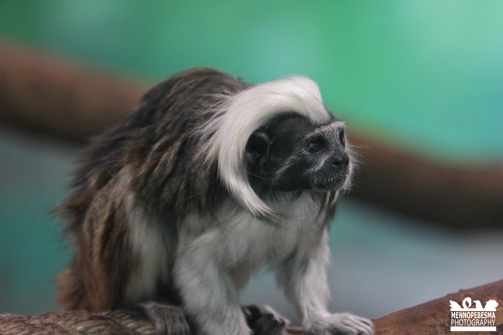 Cotton-top tamarin (Saguinus oedipus)
