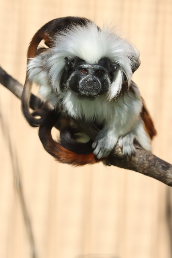 Cotton-top tamarin (Saguinus oedipus)