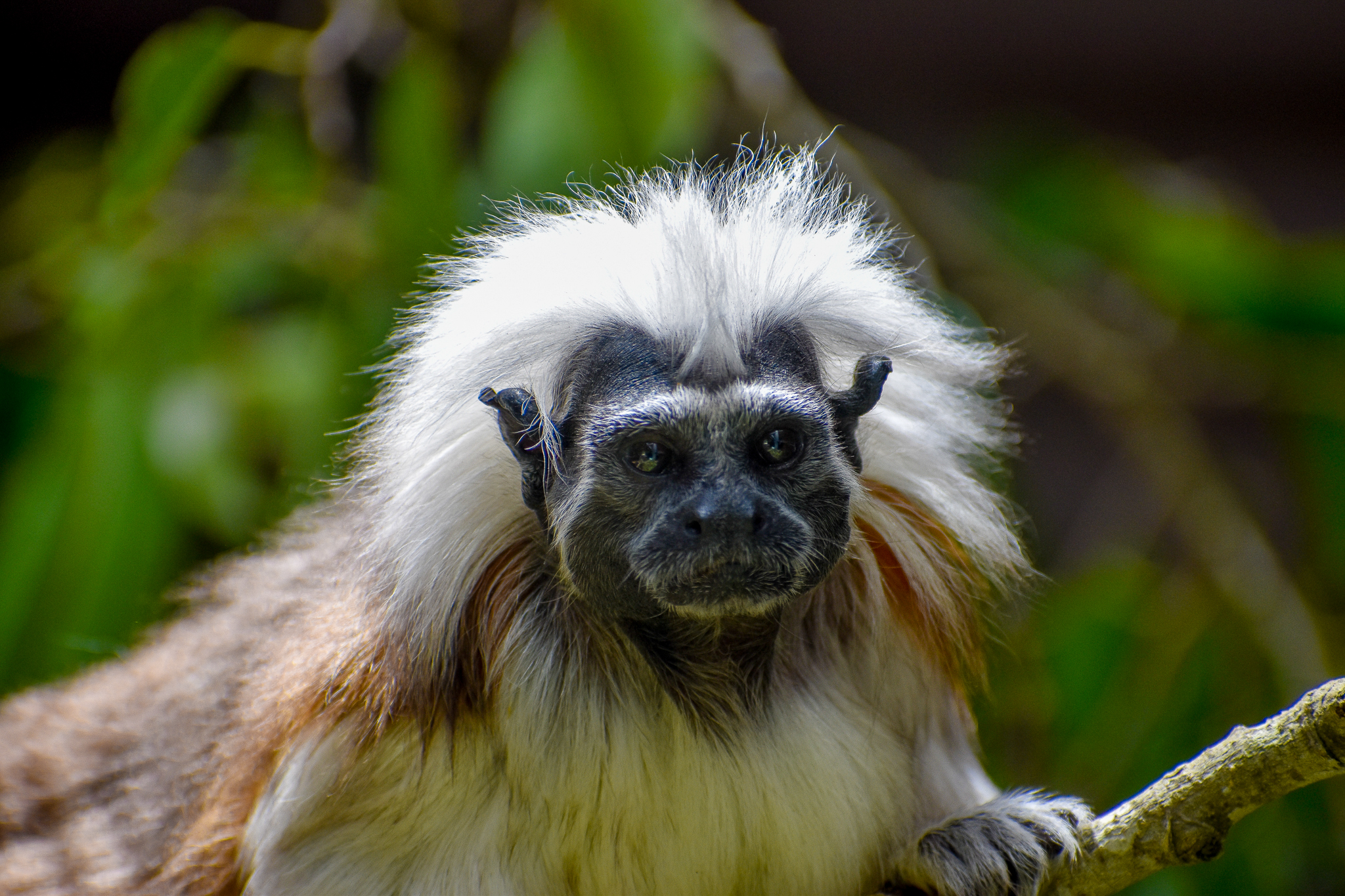 Cotton-top Tamarin (Saguinus oedipus)