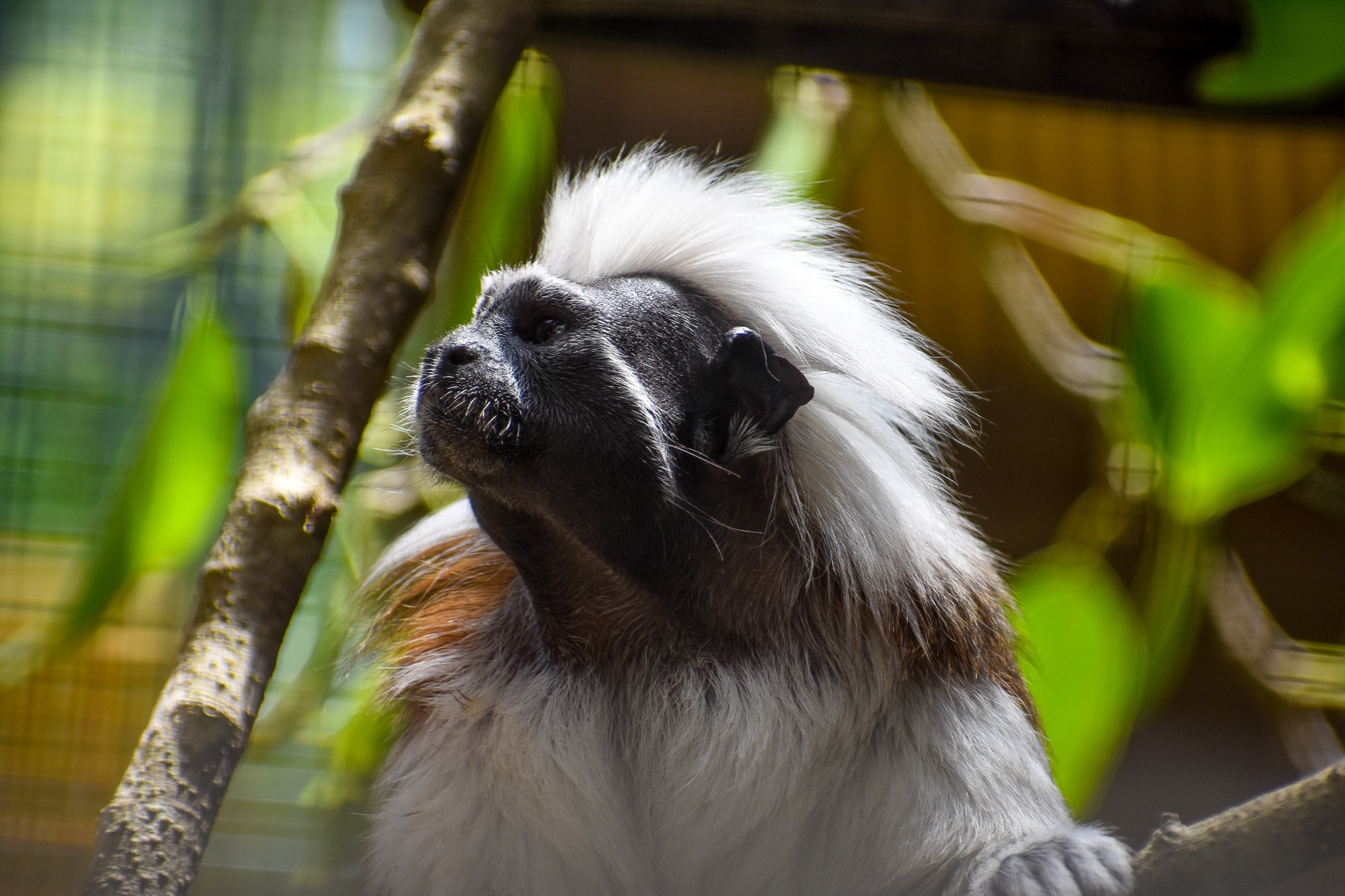 Cotton-top Tamarin (Saguinus oedipus)