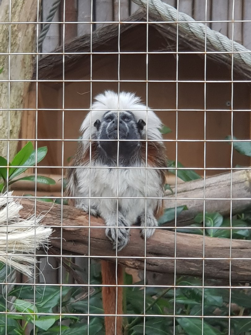 Cotton-Top Tamarin (Saguinus oedipus)