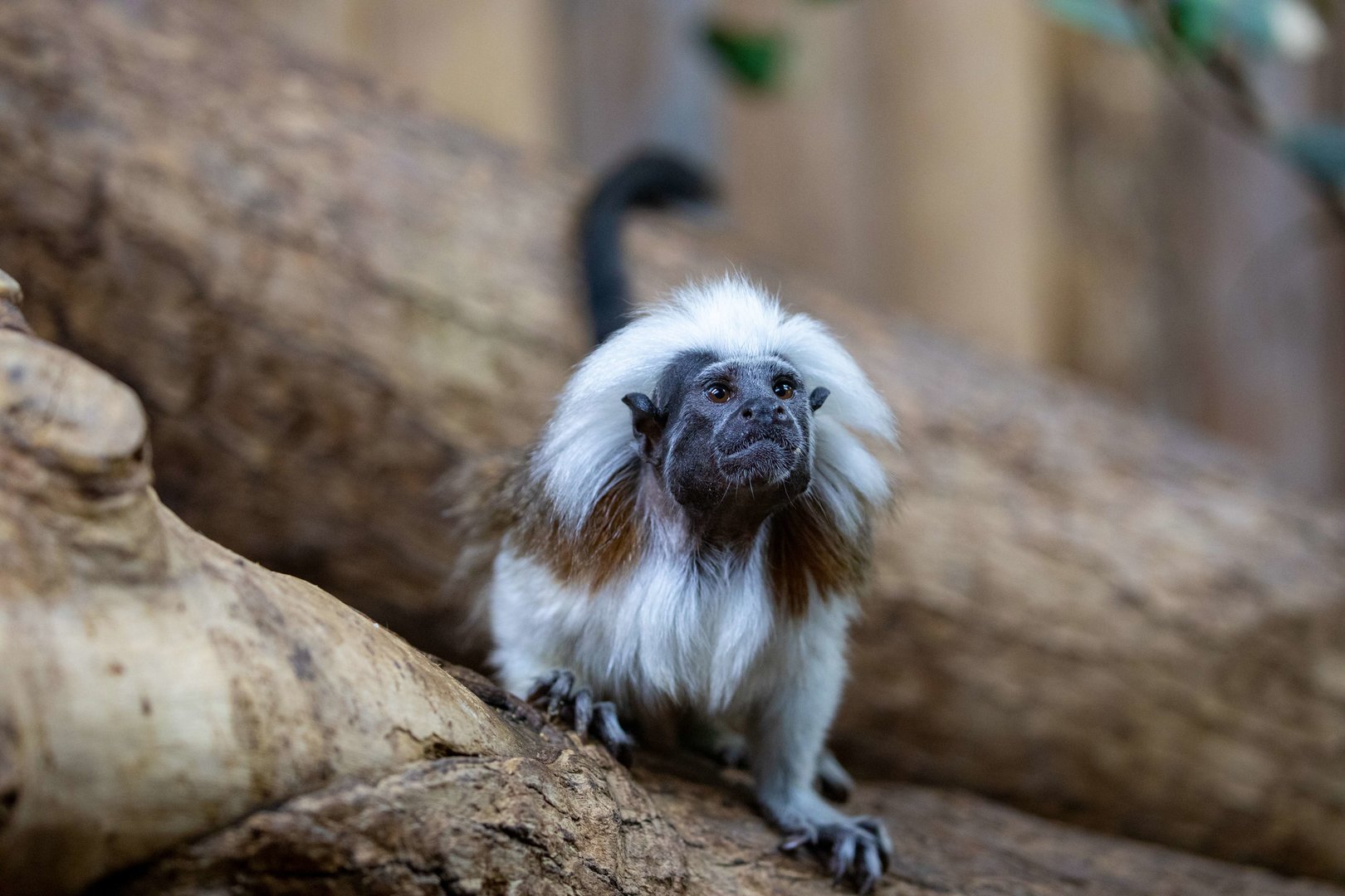 Cotton-top tamarin (Saguinus oedipus)