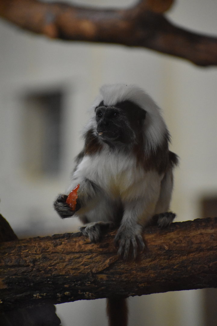 Cotton-top Tamarin - Saguinus oedipus