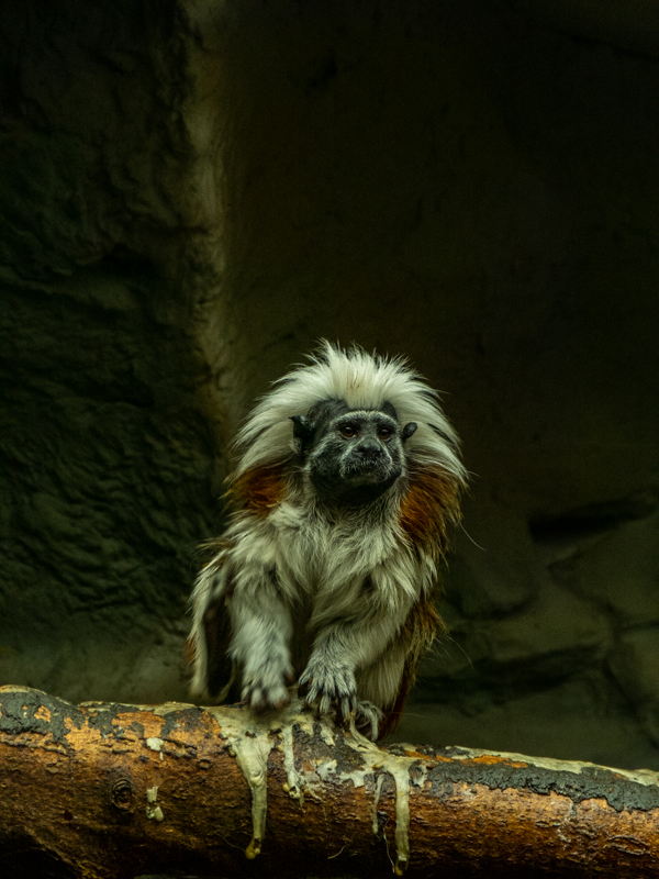 cotton-top tamarin (Saguinus oedipus)
