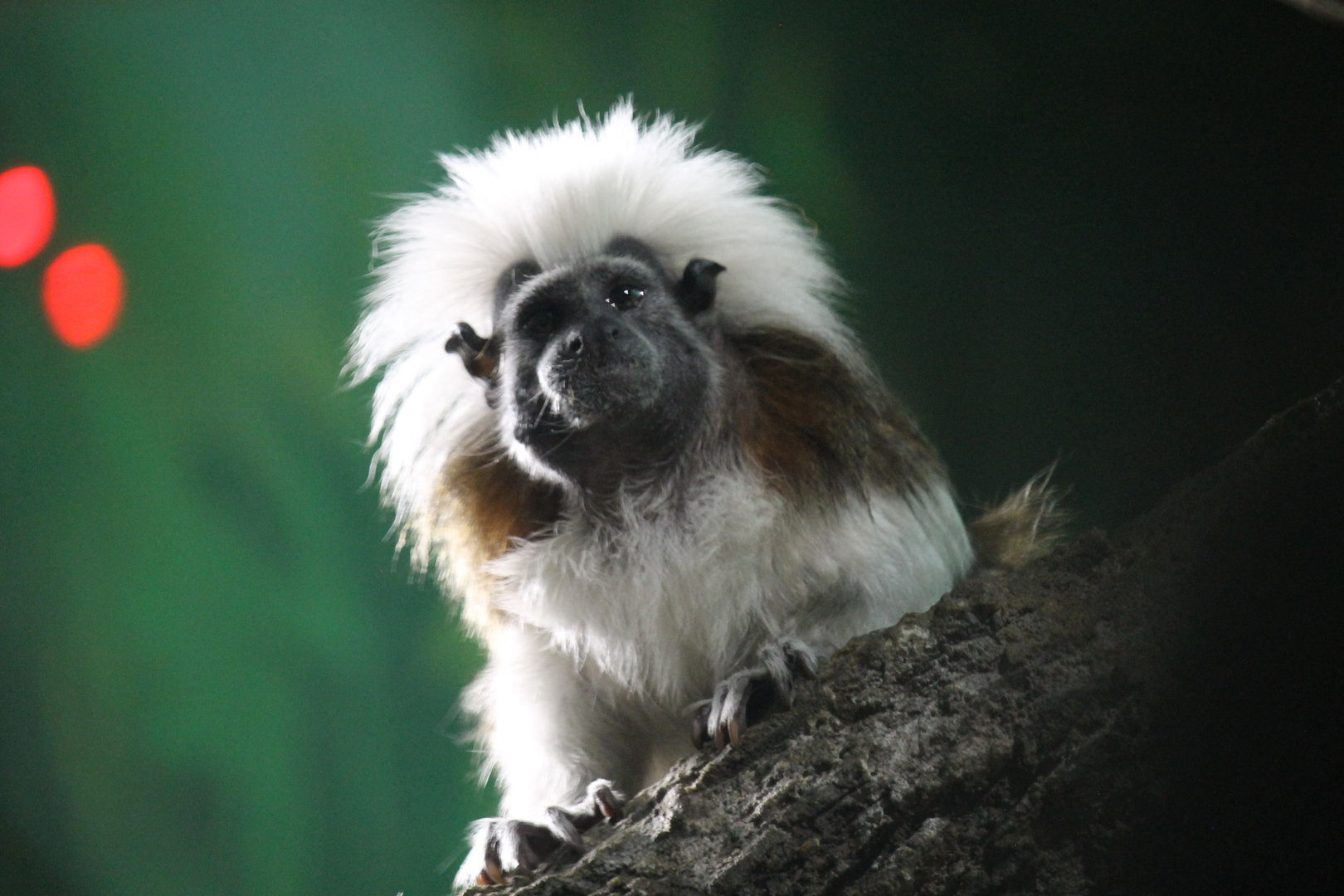 Cotton-top Tamarin (Saguinus oedipus)
