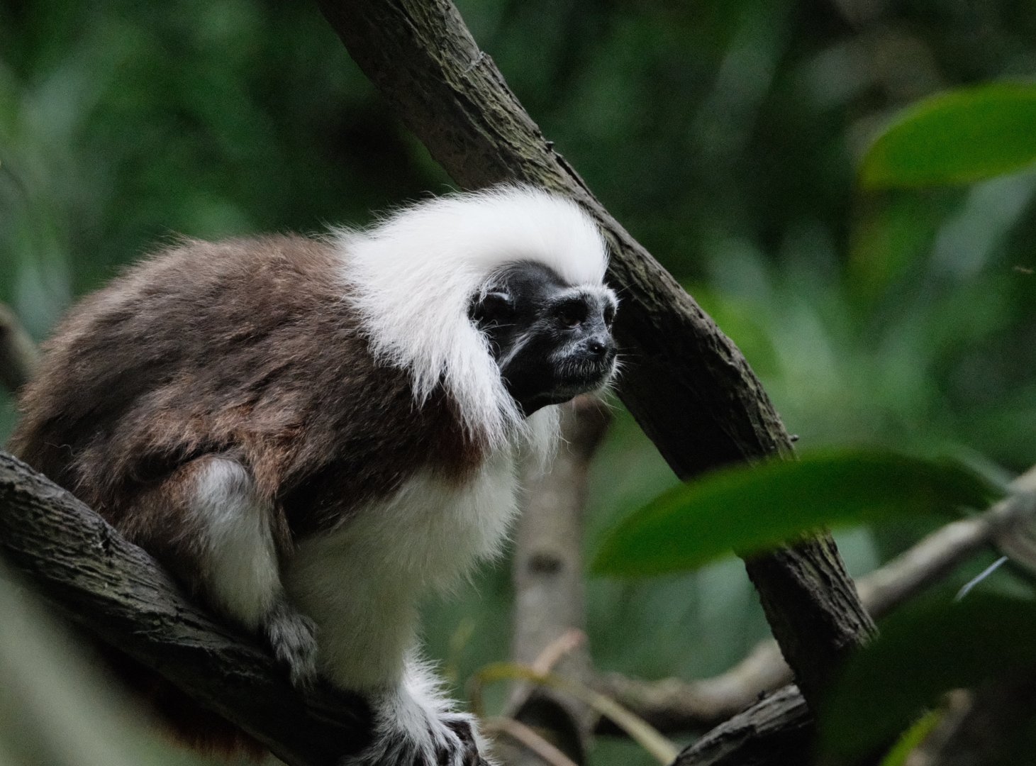 Cotton-top tamarin (Saguinus oedipus)
