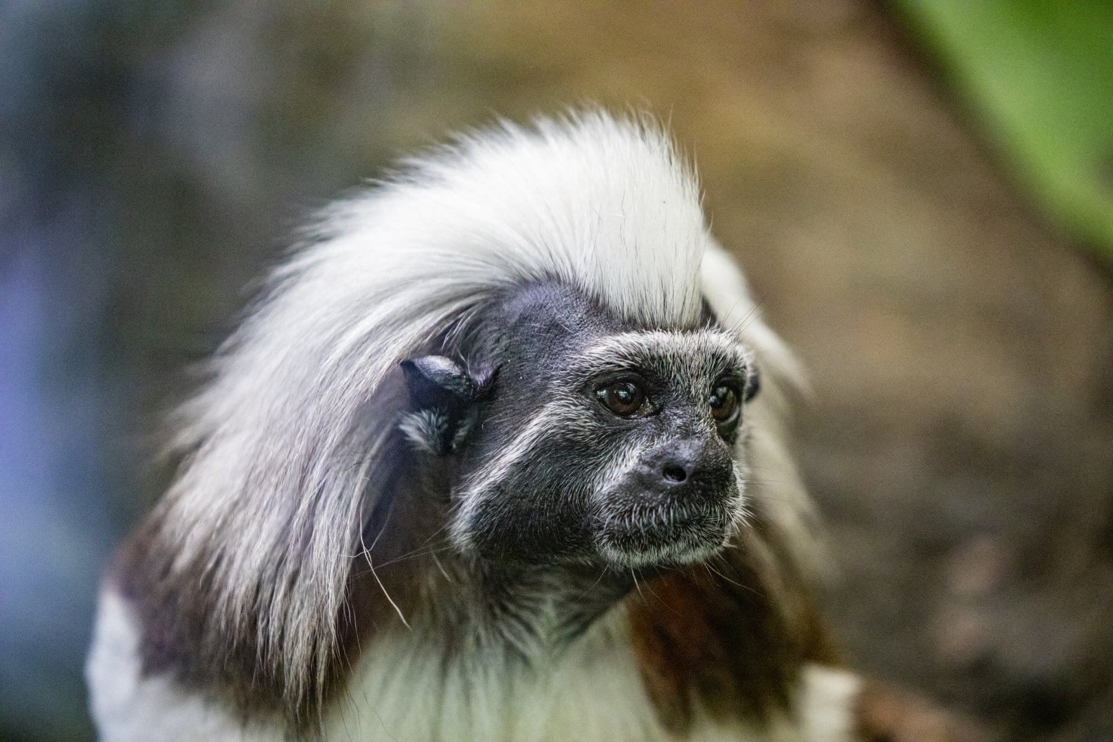 cotton-top tamarin (Saguinus oedipus)