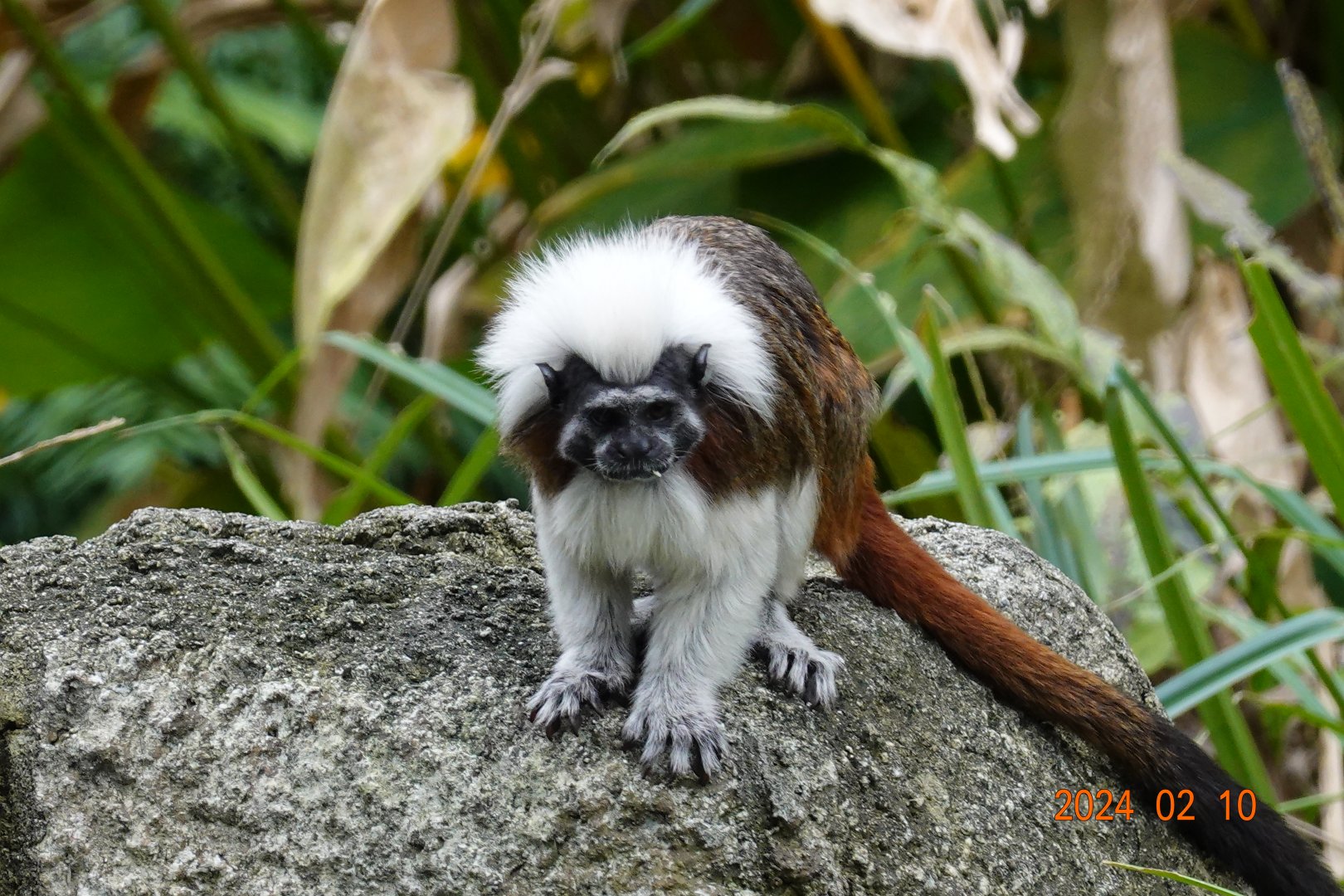 Cotton-top Tamarin (Saguinus oedipus)