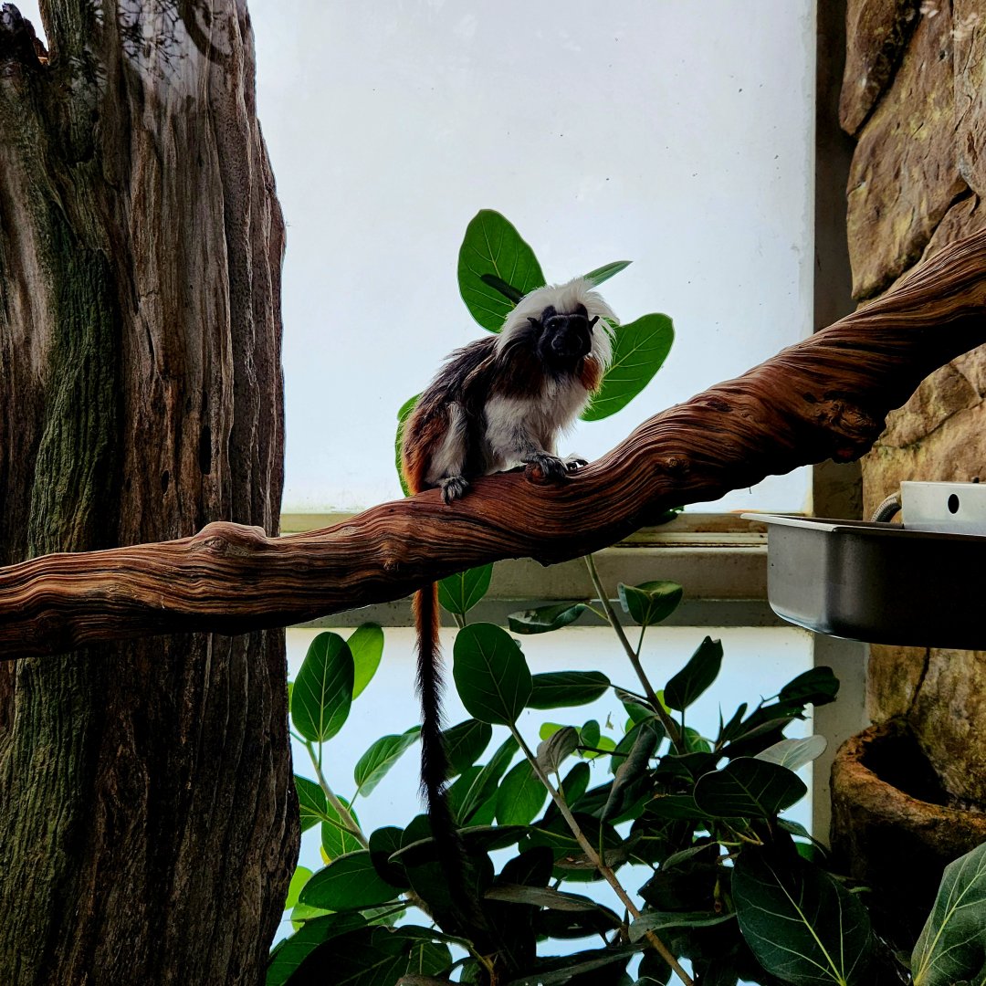 Cotton-Top Tamarin (Saguinus oedipus)