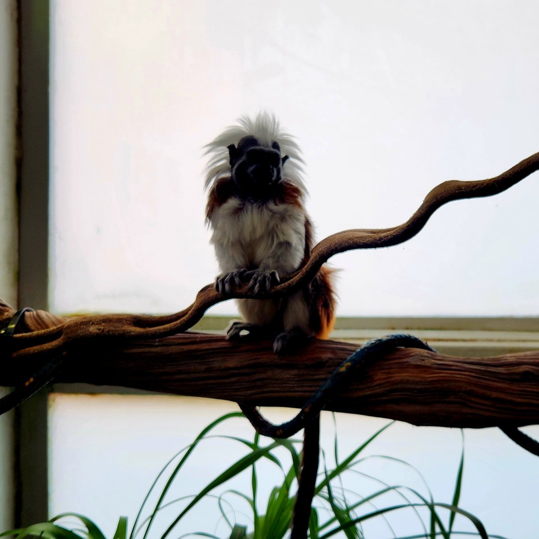 Cotton-Top Tamarin (Saguinus oedipus)