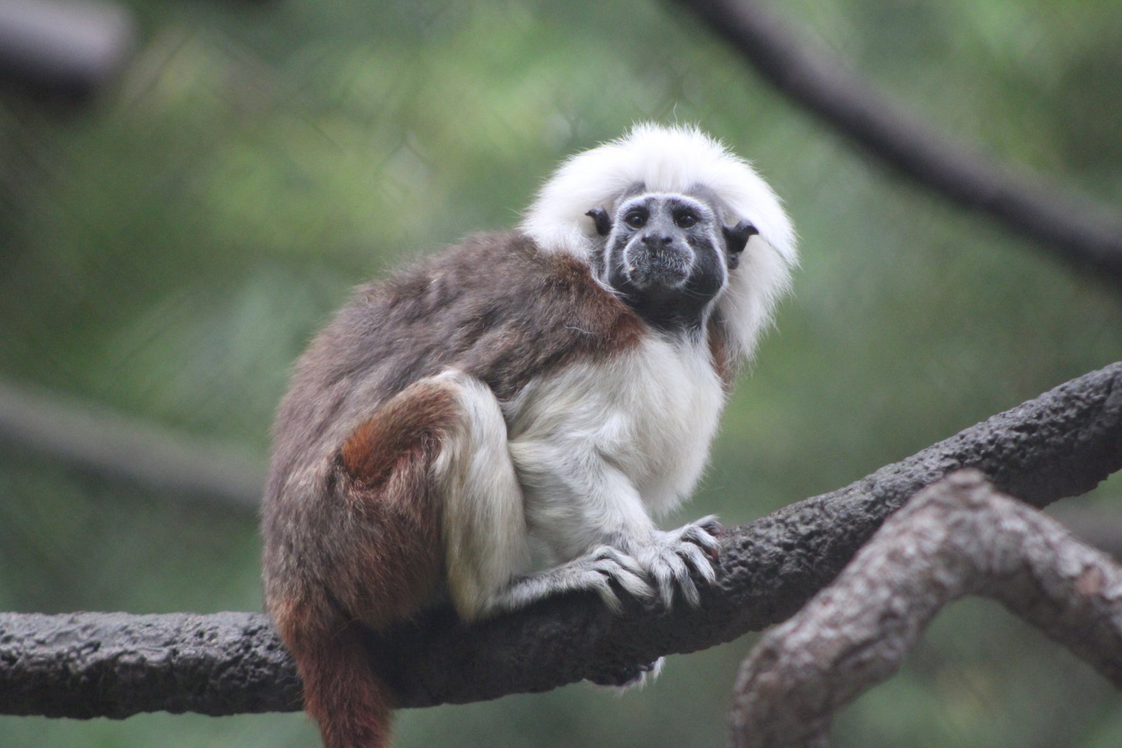 Cotton-Top Tamarin (Saguinus oedipus)