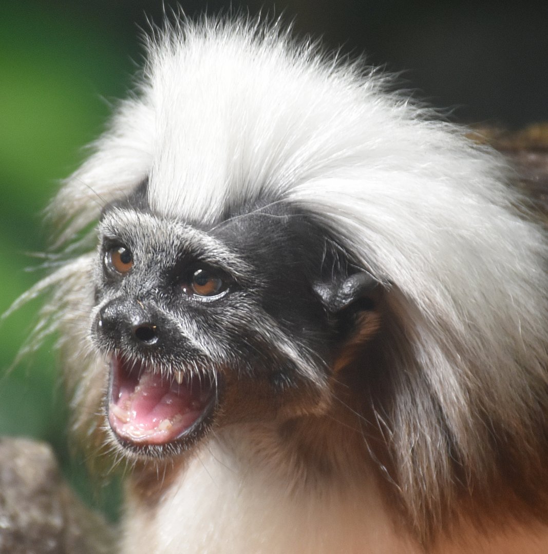 Cotton-top Tamarin (Saguinus oedipus)