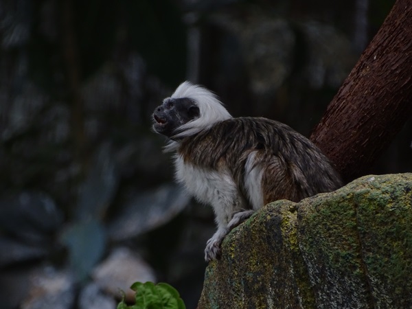 Cotton-top tamarin (Saguinus oedipus)
