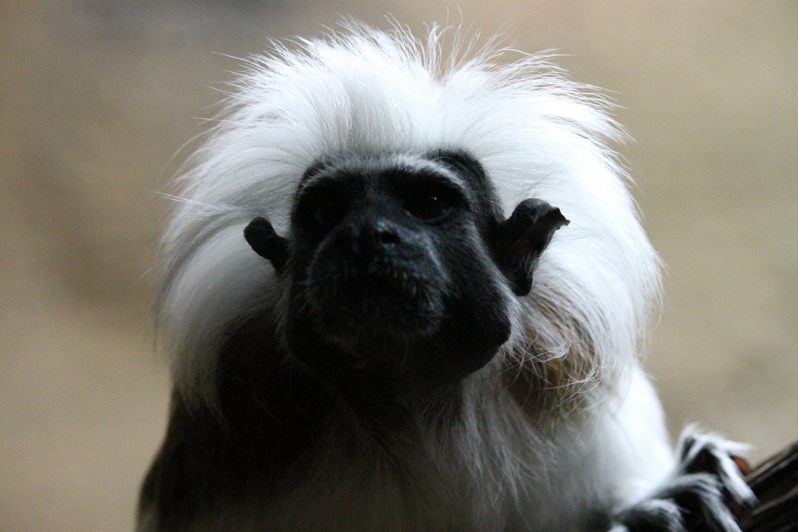 Cotton-top Tamarin (Saguinus oedipus)