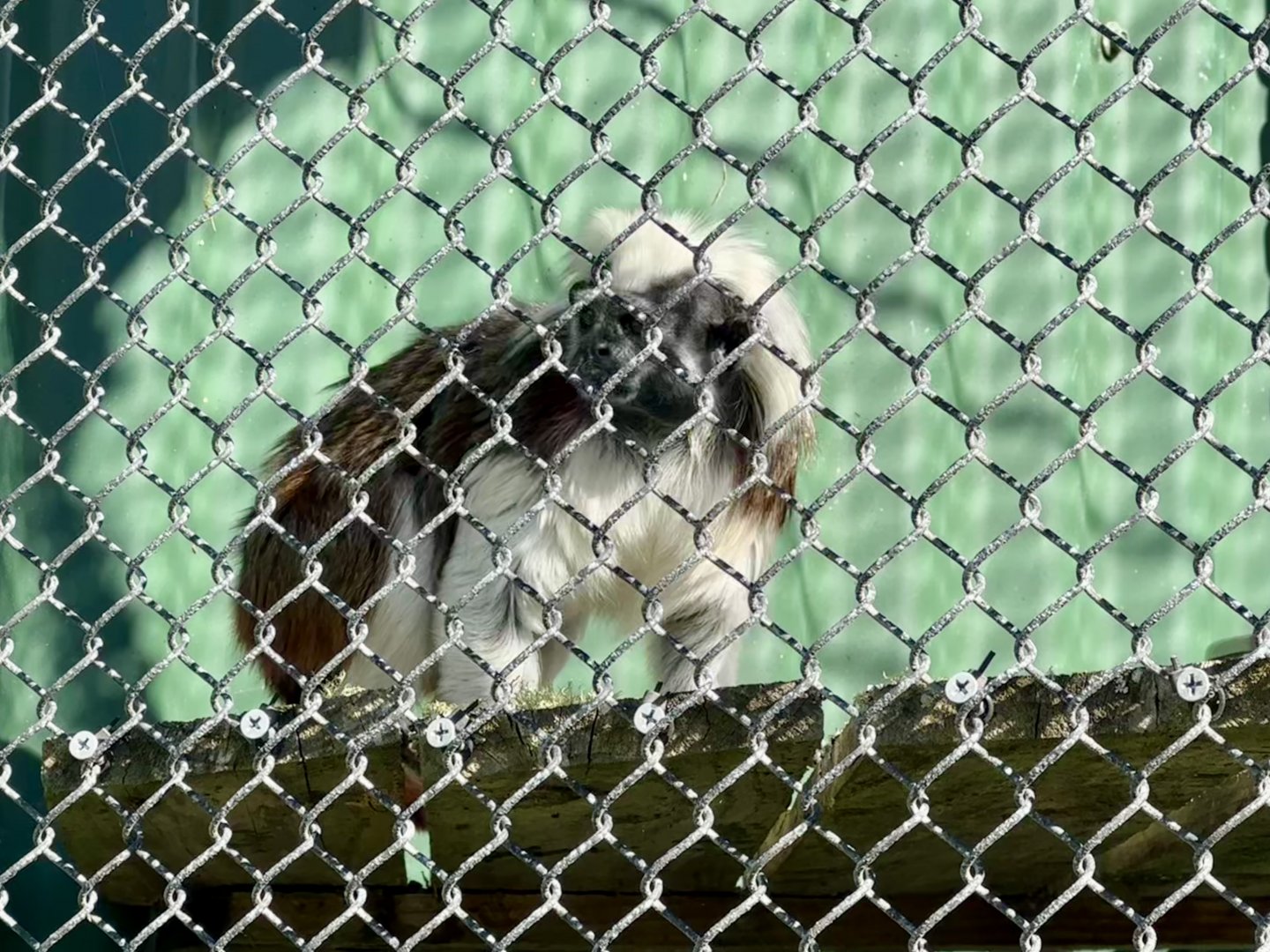 Cotton-top tamarin (Saguinus oedipus)